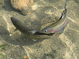Forellen